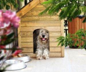 Pet-Friendly Features in Real Estate 